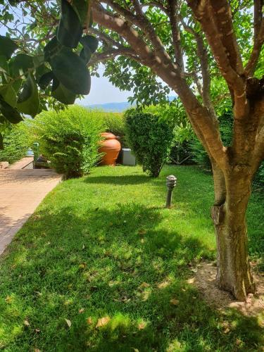 a tree in the grass next to a sidewalk at Villa con vista mare in Stalettì