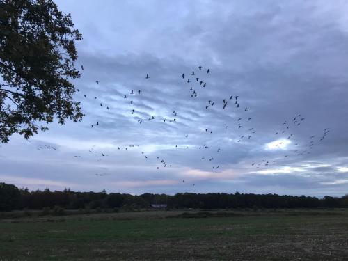 a flock of birds flying in the sky over a field at Vakantiehuis Appelvink, Toplocatie in bosrijke omgeving in Oisterwijk