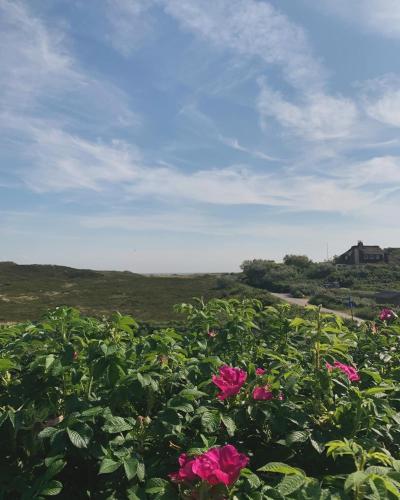 a field of pink flowers with a house in the background at ApartHotel Seepferdchen in Hörnum