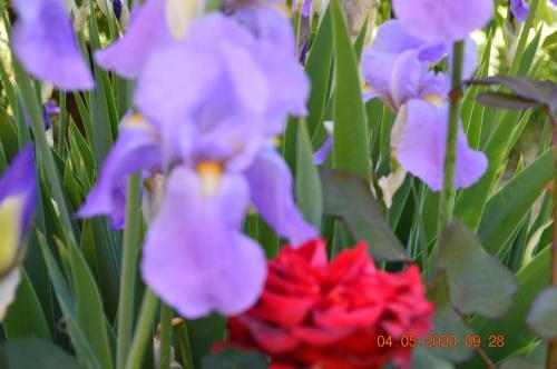 a group of purple and red flowers with green leaves at Villa Dacia in Guiglia