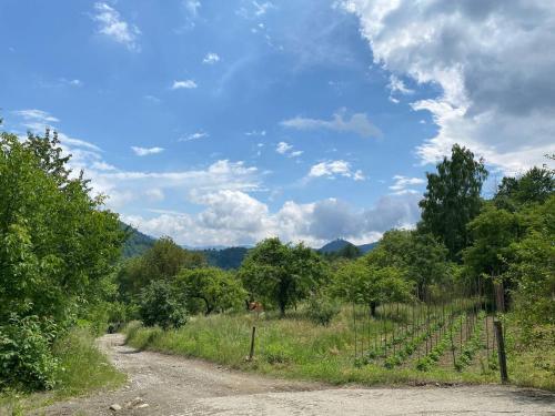 a dirt road next to a field of vines at Nad Cheremoshem in Tyudiv