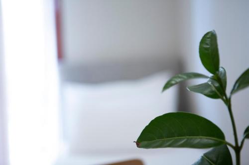 a green plant sitting next to a wall at Athina résidence in Nydri