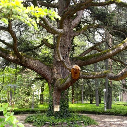 a tree with a fire hydrant attached to it at Grand Hotel Terme in Riolo Terme