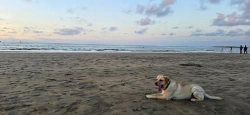a dog laying on the sand on a beach at Appartement charmant au parc de Mohammedia, à seulement 2 pas de la plage in Mohammedia