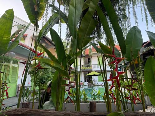a group of plants in front of a building at Hoi An Garden Villas in Hoi An