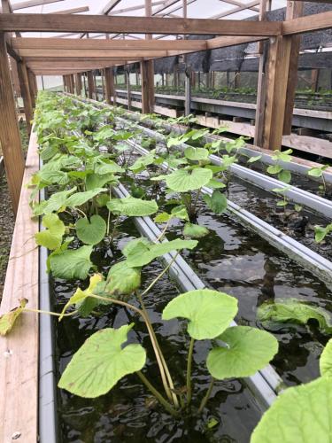 a greenhouse filled with lots of green plants at Takahira Base in Yakushima