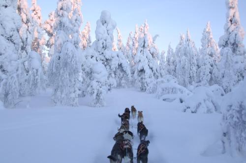 a group of people walking through a snow covered forest at Guesthouse Husky in Ivalo