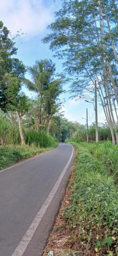 an empty road with trees on the side of the road at ELTARI Pine House in Kidal