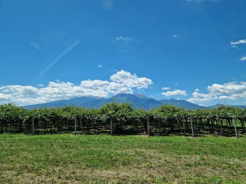 a vineyard with a fence and mountains in the background at Haus mit Garten nähe Olymp & Strand, ruhige Lage in Néa Éfesos