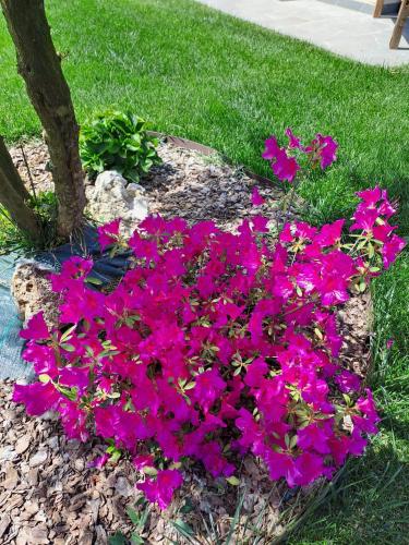 a bunch of pink flowers in front of a tree at La Campagna di Peppe e Tullia in Formia