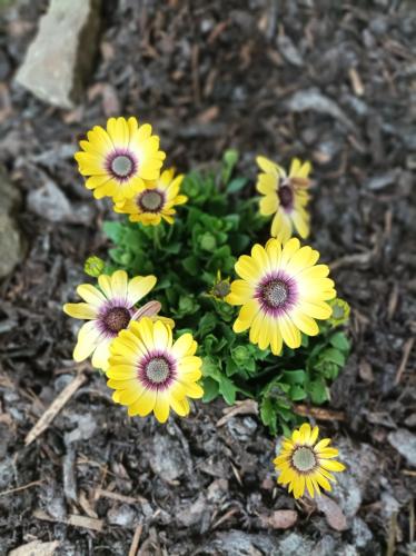 a group of yellow flowers on the ground at chaloupka Karolinka in Karolinka