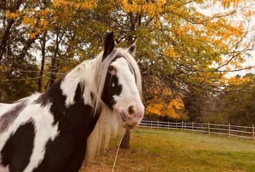 un cheval noir et blanc debout à côté d'une clôture dans l'établissement CLOS DE BELLEVUE, à Mortagne-sur-Gironde