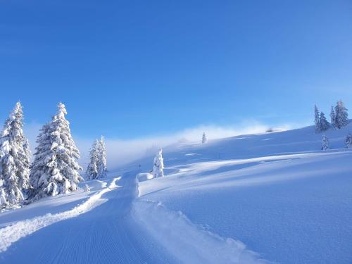 a snow covered slope with trees and snow covered ground at Mobilhome Jaunpass 208 in Boltigen