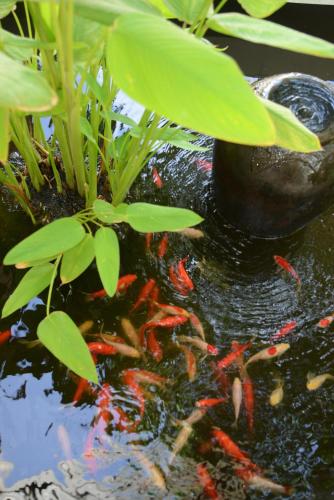 a group of koi fish in a pond at Villa Kaniksa in Candidasa