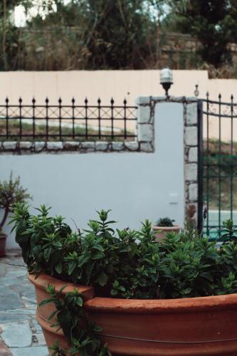 Κήπος έξω από το Villa Elea Apartments