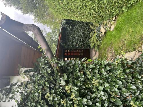 a bunch of green plants on the side of a building at Holiday Home Kern by Interhome in Kvasiny