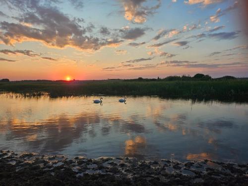 two swans swimming in a lake at sunset at Filipówka in Sztabin