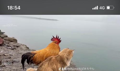 a chicken and a cat standing on a rock at コンドミニアム　アガサンクス in Kuki