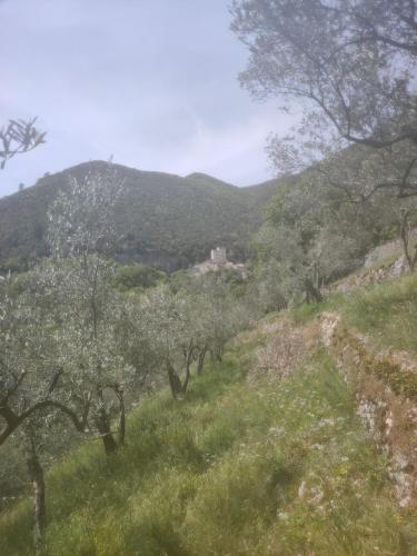 a grassy hill with trees and a house in the distance at B&B Beep Beep, Tranquillo in Scheggino