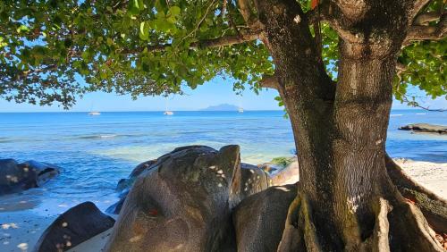 a tree next to the beach with boats in the water at Harmony Self-Catering Apartments in Beau Vallon