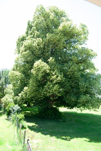 a large tree in the middle of a field at Le Perchoir in Rouffignac