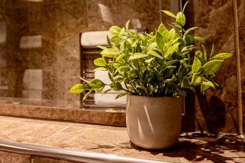 a potted plant sitting on a counter in a bathroom at The Enniskillen Hotel and Motel in Enniskillen
