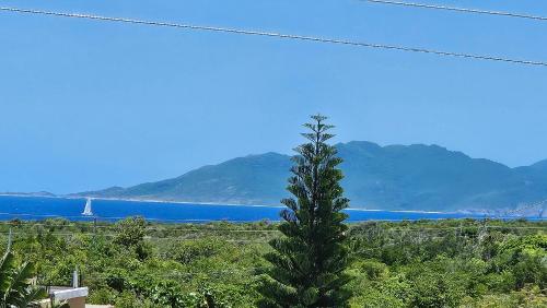 a pine tree in front of a view of the ocean at Thrush Nest View Studio Apartment in The Valley