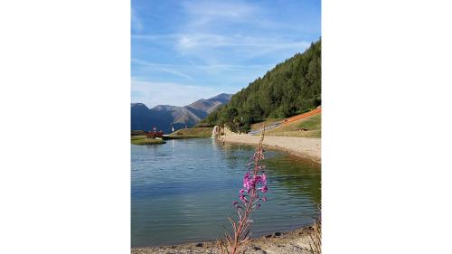 a flower on the shore of a river at 2 Alpes - appartement 2-4 pers in Les Deux Alpes