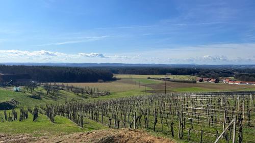 a vineyard in a field with mountains in the background at Ferienhaus Klöcher Sunseitn in Pirchweingarten
