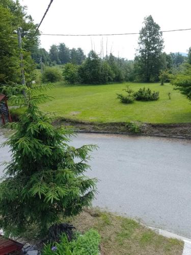 a pine tree is next to a road at House Polane in the Forest, 45 km from Seaside in Delnice