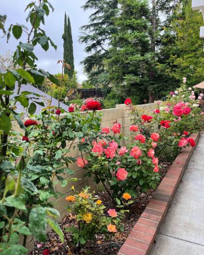 a flower garden with red roses and a fence at Rose Garden Home, Entire 4bdr 2bth House with Offices, Thousand Oaks in Thousand Oaks