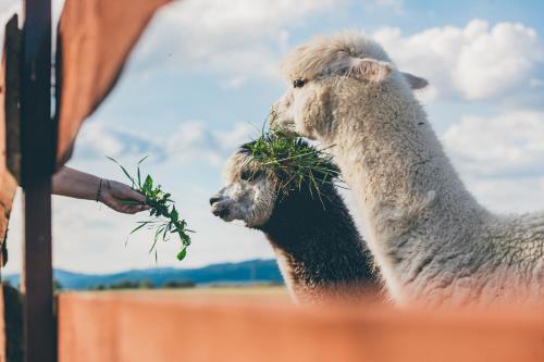 Afbeelding uit fotogalerij van Agroturystyka Nad Łąkami in Kłodzko
