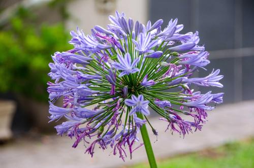 a close up of a purple flower at Art and Accommodation Guesthouse in Cape Town