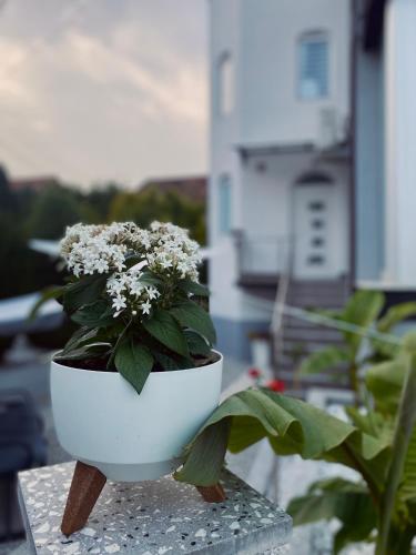 Κήπος έξω από το GreenHill Apartments