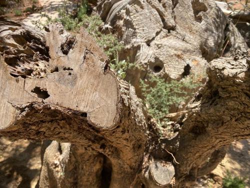 a close up of a large tree stump at Pelikastri in Promírion
