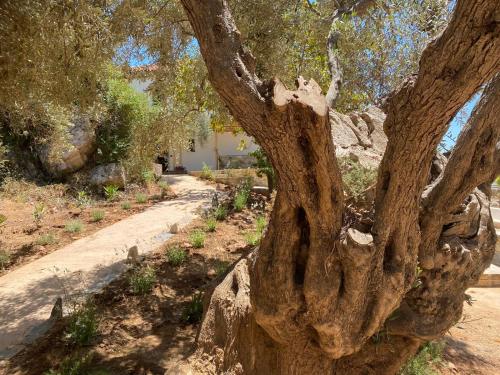 a close up of the trunk of an olive tree at Pelikastri in Promírion