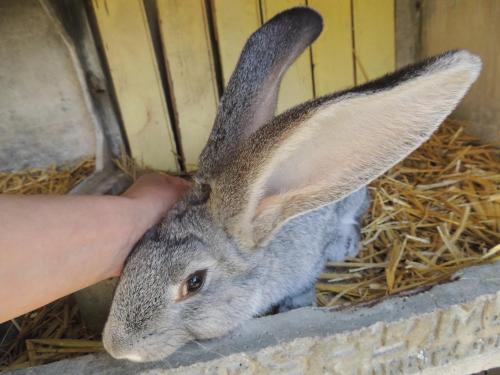 a person holding a gray rabbit in a cage at Bienvenue à La Sélinière ! in Champ-du-Boult
