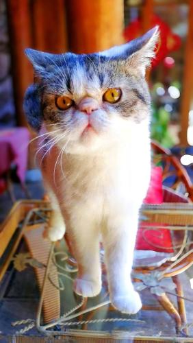 a cat with orange eyes standing on a table at 原乡文苑客栈 in Lijiang