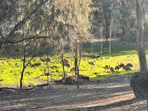a group of ostriches grazing in a field at Two Rivers Motel in Wentworth