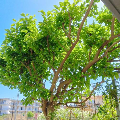 a tree with green leaves in front of a building at village club 24 summer dream home in Nea Fokea