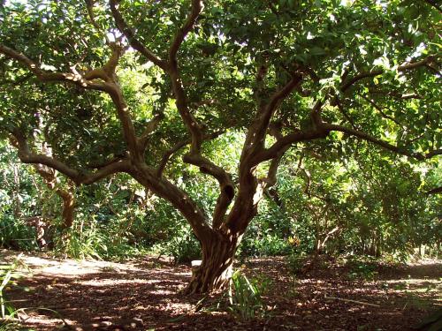 Taman di luar Quinta das Buganvílias