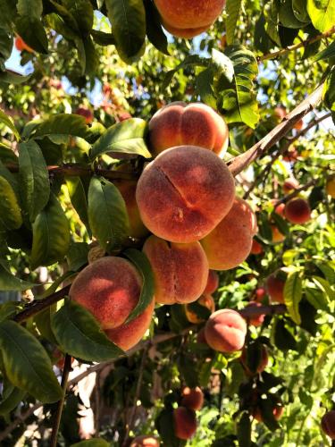 a bunch of peaches hanging from a tree at Arrowhead Country Cabins in Mount Carmel