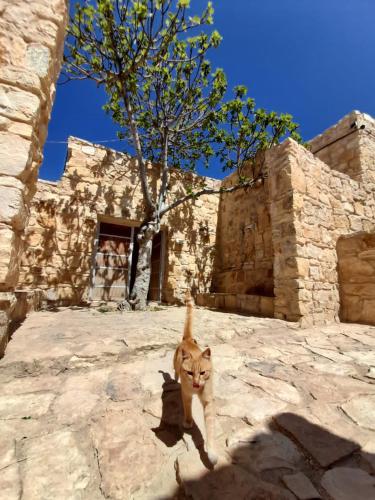 Fotografie z fotogalerie ubytování Fig Tree Hotel v destinaci Dana