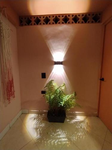 a plant in a room with a light on the wall at Hostal Casa Primavera in Medellín