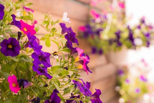a bunch of purple flowers on a plant at Greenlove in Agerola