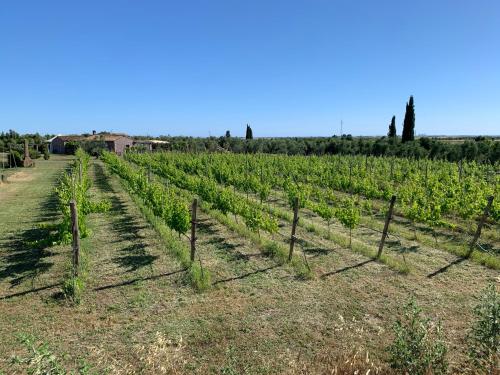 a vineyard with a bunch of green vines at Resort Fonte Vulci in Canino