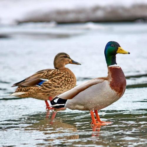 two ducks are standing in the water at Charming Hammock by the River in Cressona
