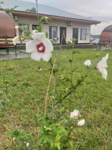 a white flower in the grass in front of a house at Акватель Aquatel in Akshi