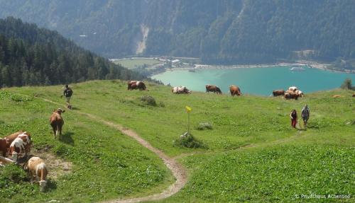 a herd of cattle grazing on a hill with a lake at Privathaus Achensee in Achenkirch