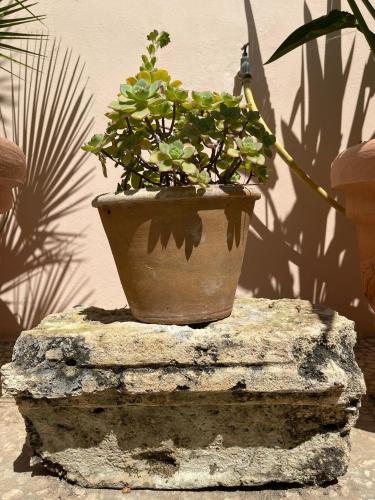 a potted plant sitting on top of a rock at La Corte di Zia Lucia - vicino Ospedale Panico in Tricase